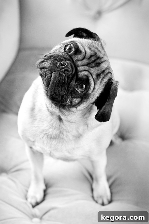 Gizmo: Our Gastronomic Pug 2 gizmo the pug