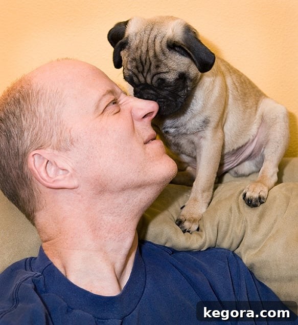 Gizmo: Our Gastronomic Pug 3 Paul and Gizmo