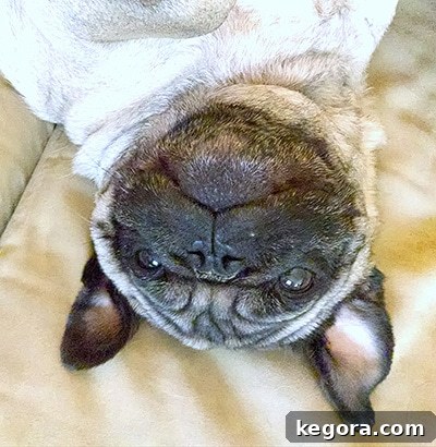 Gizmo: Our Gastronomic Pug 4 gizmo the pug