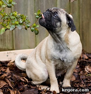 gizmo the pug
