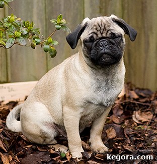 Gizmo: Our Gastronomic Pug 8 gizmo the pug