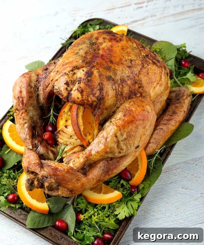 Thanksgiving Turkey on baking sheet with vegetables, herbs, sliced oranges and cranberries