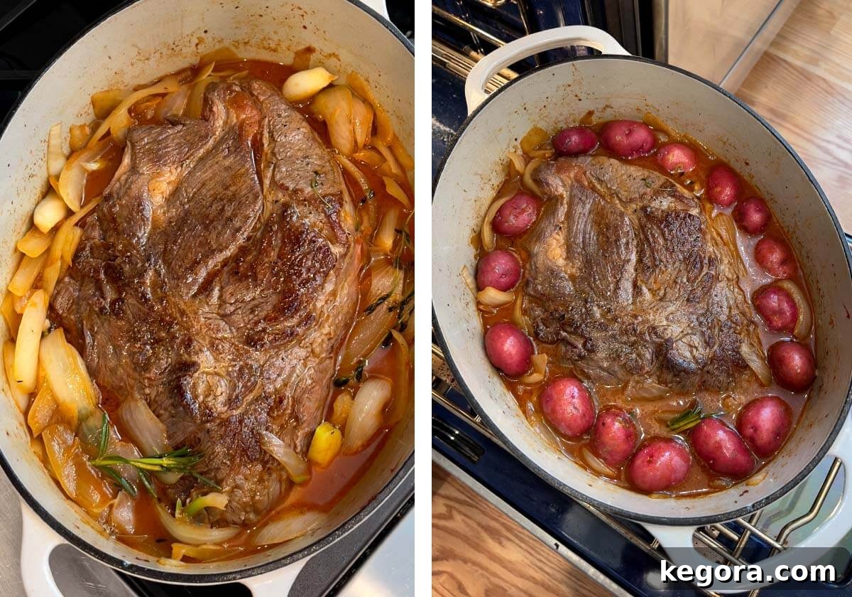 The browned chuck roast is carefully placed back into the Dutch oven, surrounded by baby potatoes, ready for braising.