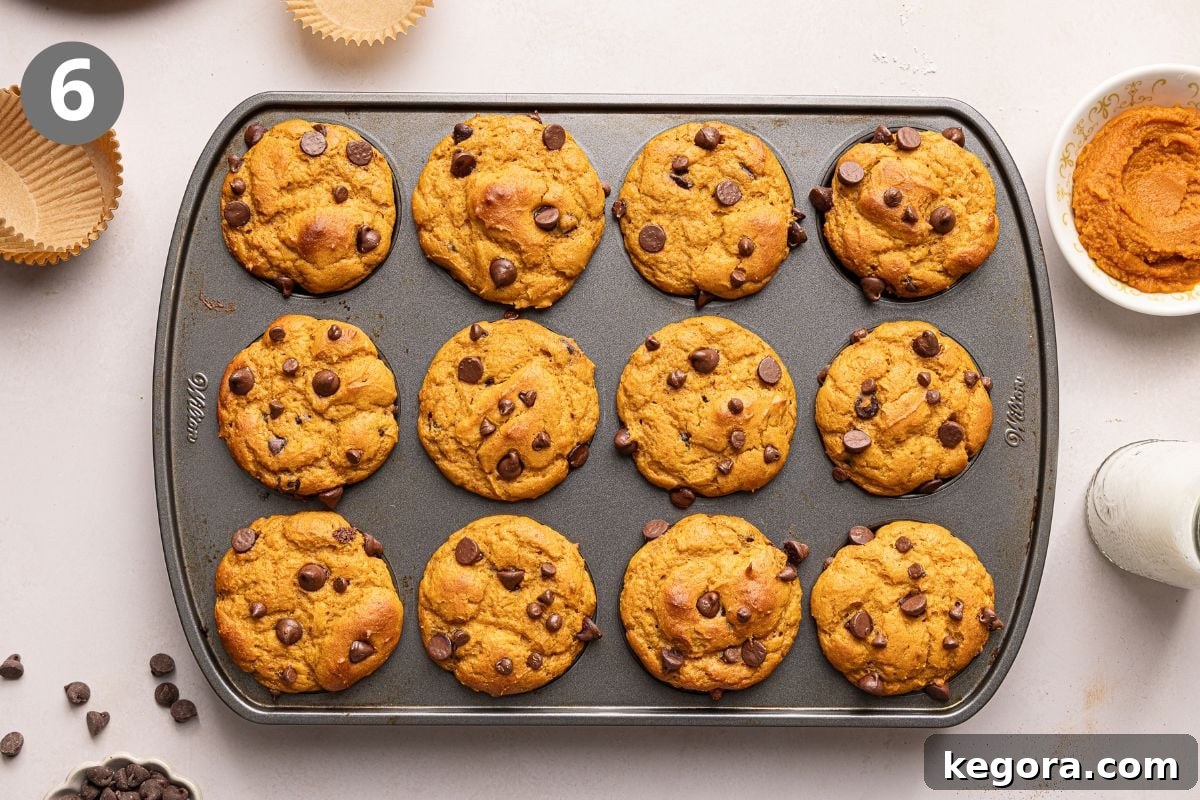A muffin tray filled with twelve baked pumpkin protein muffins sits on a countertop, surrounded by chocolate chips, an empty muffin liner, a bowl of pumpkin puree, and a bottle of milk.